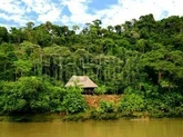 hut_bank_napo_river_ecuador_amazon_rainforest_region_cg8p71856c_1.jpg